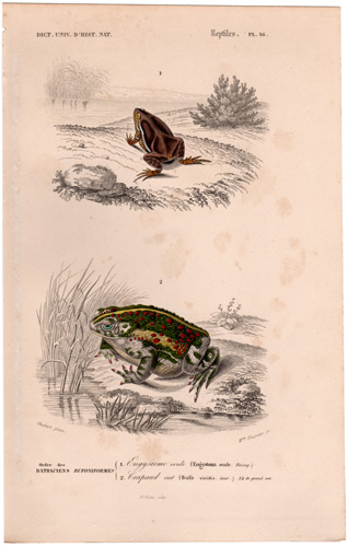 Toad, European Green Toad